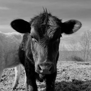 Meet your Posher, Maggie